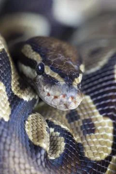 Royal python Python regius adult snake head portrait England United Kingdom Stock-Fotos
