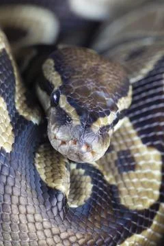 Royal python Python regius adult snake head portrait England United Kingdom Stock-Fotos