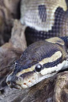Royal python Python regius adult snake head portrait England United Kingdom Stock-Fotos