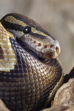 Royal python Python regius adult snake head portrait England United Kingdom Stock-Fotos