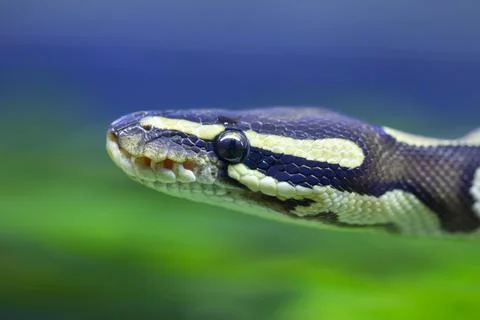 Royal python Python regius adult snake head portrait England United Kingdom Stock-Fotos