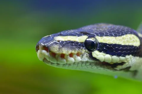 Royal python Python regius adult snake head portrait England United Kingdom Stock-Fotos