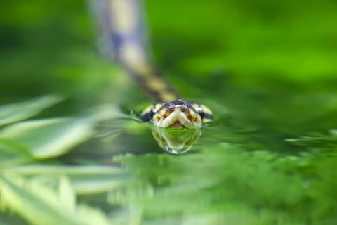 Royal python Python regius adult snake swimming on water England United Kingdom Stock-Fotos