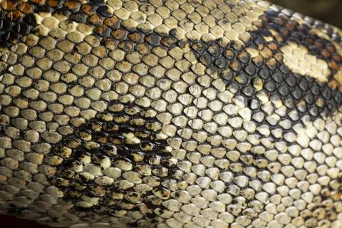 Royal python Python regius adult snake close up of scales on its skin England Stock-Fotos