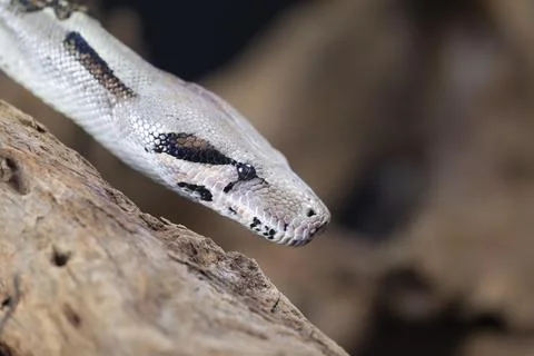 Royal python Python regius adult snake head portrait England United Kingdom 写真素材