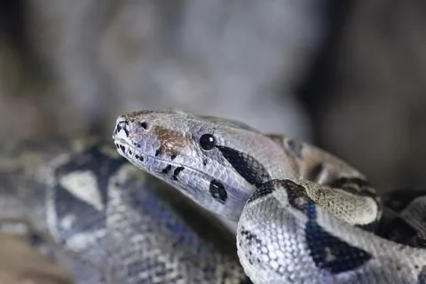 Royal python Python regius adult snake head portrait England United Kingdom Stock-Fotos