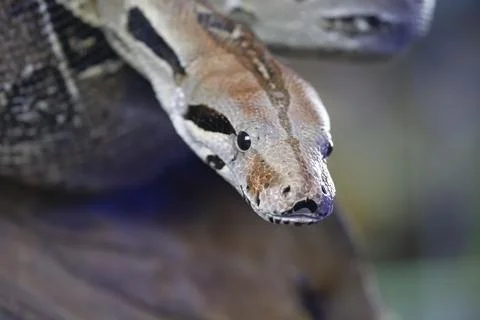 Royal python Python regius adult snake head portrait England United Kingdom 写真素材