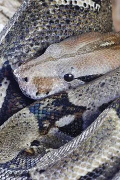 Royal python Python regius adult snake head portrait England United Kingdom Photos