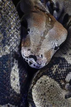 Royal python Python regius adult snake head portrait England United Kingdom Stock-Fotos