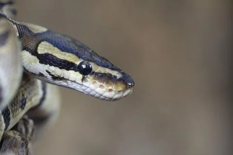 Royal python Python regius adult snake head portrait England United Kingdom Stock-Fotos