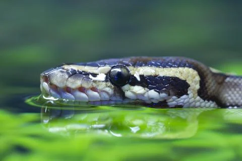 Royal python Python regius adult snake swimming on water England United Kingdom Stock-Fotos