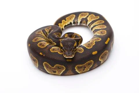 Royal python (python regius), black head, female, markus theimer reptile bree Stock-Fotos