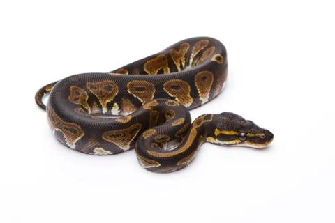 Royal python (python regius), black head, male, markus theimer reptile breedi Stock-Fotos