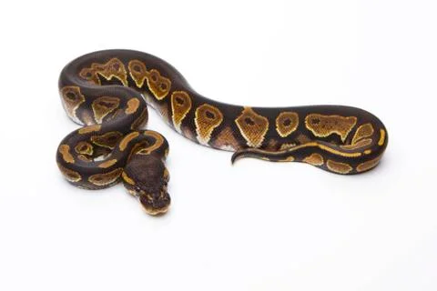 Royal python (python regius), black head, female, markus theimer reptile bree 写真素材