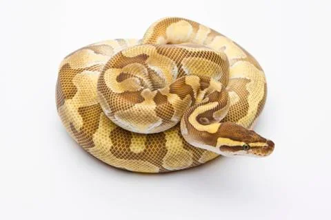 Royal python (python regius), butter enchi, male, markus theimer reptile bree Stock-Fotos