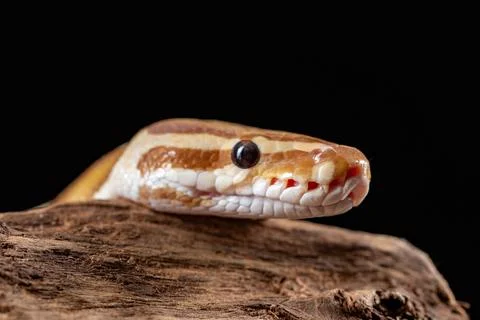 Royal Python, Python Regius, close up on a piece of tree bark Stock-Fotos