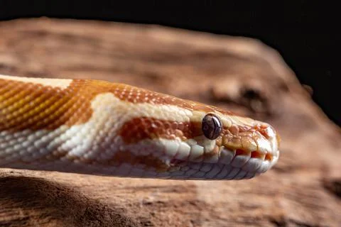 Royal Python, Python Regius, close up on a piece of tree bark 写真素材