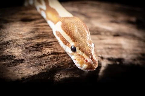 Royal Python, Python Regius, close up on a piece of tree bark Stock-Fotos