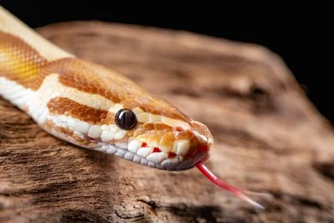 Royal Python, Python Regius, close up on a piece of tree bark Stock-Fotos