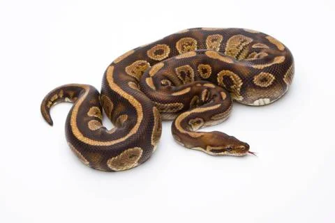 Royal python (python regius), fefe, male, markus theimer reptile breeding, au Stock-Fotos