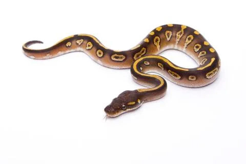 Royal python (python regius), mojave black head, male, markus theimer reptile Stock-Fotos