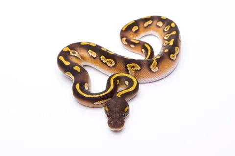 Royal python (python regius), mojave black head, male, markus theimer reptile Photos