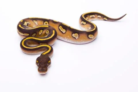 Royal python (python regius), mojave black head, female, markus theimer repti Stock-Fotos