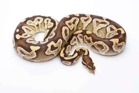 Royal python (python regius), mojave razor, female, markus theimer reptile br Stock-Fotos