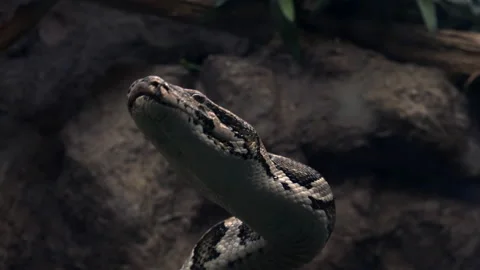 The Royal Python (Python Regius) Or Ball Python Stock Footage 237977881