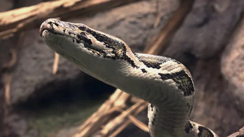 The Royal Python (Python Regius) Or Ball Python Stock Footage 237977977