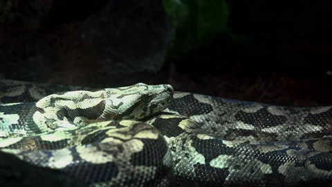 The Royal Python (Python Regius) Or Ball Python Stock-Footage 237978038