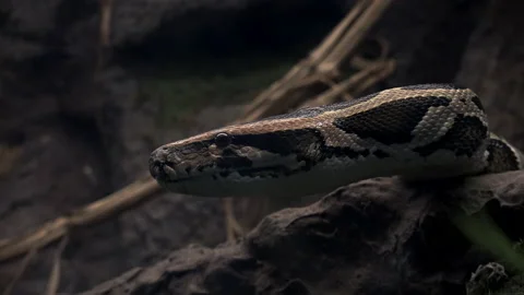 The Royal Python (Python Regius) Or Ball Python Stock Footage 237978046