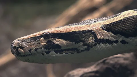 The Royal Python (Python Regius) Or Ball Python Stock Footage 237978112