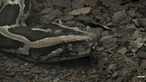 The Royal Python (Python Regius) Or Ball Python Stock Footage 237978153