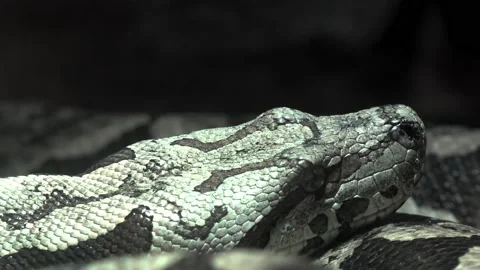 The Royal Python (Python Regius) Or Ball Python Stock Footage 237978160