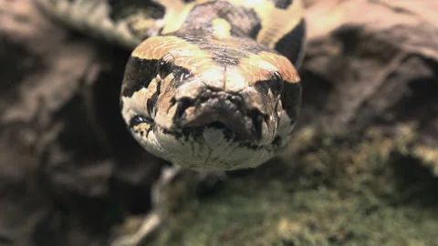 The Royal Python (Python Regius) Or Ball Python Stock Footage 237978164