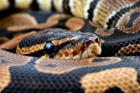 Royal Python, Python regius, partial view Stock-Fotos