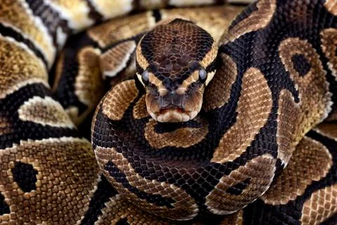 Royal Python, Python regius, partial view Stock-Fotos