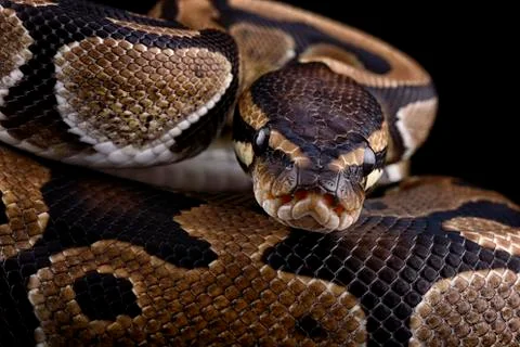 Royal Python, Python regius, partial view Stock-Fotos