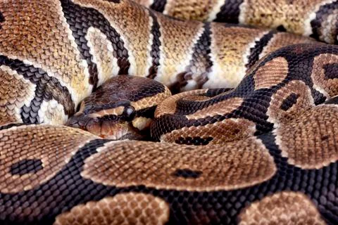 Royal Python, Python regius, partial view Stock-Fotos