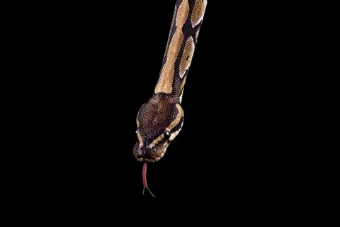 Royal Python, Python regius, partial view Stock-Fotos