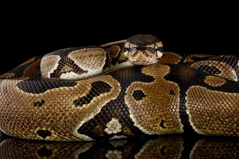 Royal Python, Python regius, partial view Stock-Fotos