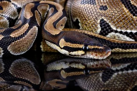 Royal Python, Python regius, partial view Stock-Fotos