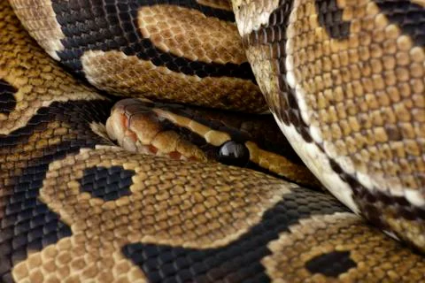 Royal Python, Python regius, partial view Stock-Fotos