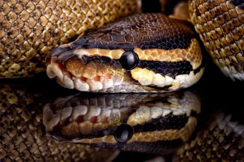 Royal Python, Python regius, partial view Stock-Fotos