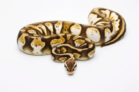 Royal python (python regius), pastel calico, female, markus theimer reptile b Photos