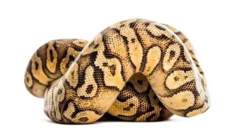 Royal python, python regius, rolled in front of a white background Stock-Fotos