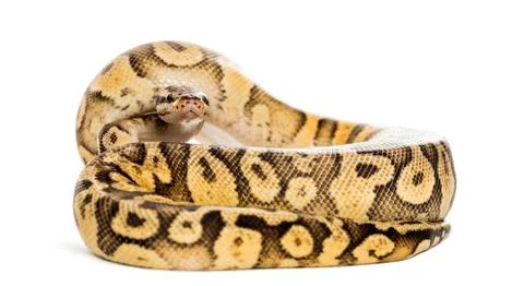 Royal python, python regius, rolled in front of a white background Stock-Fotos