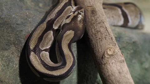 Royal Python, python regius. Snake wrapped around a branch Stock-Footage 197510317