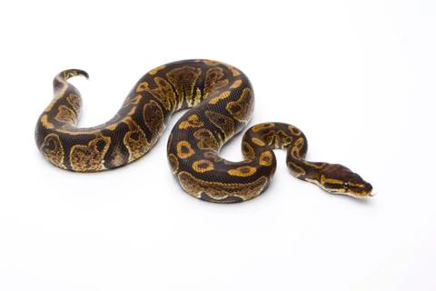 Royal python (python regius), super granite, male, markus theimer reptile bre Stock-Fotos